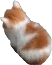Angy Cat AngyCat Discord Emoji