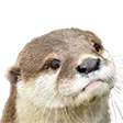 KiwiiOtter