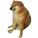 shibawimpy