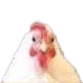 68_chicken