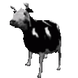 :cowJAM: