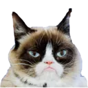 kitescat