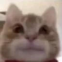 catstareee Discord Emoji