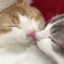 catkiss_catgirls Discord emoji