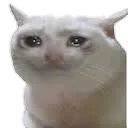 sad_cat Discord Emoji