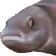 fishJAM