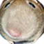 Rattondo