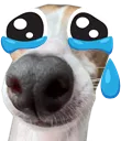 sniffercry