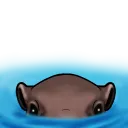 hippo1 hippo1