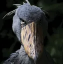 shoebill