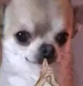 zzz_perropensando zzz_perropensando