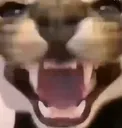 angrykat angrykat