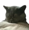 Cat Sleep cat_sleep Discord Emoji