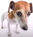ai_folou2