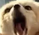 screamfen