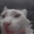 catCRAZY