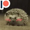 nmnzul