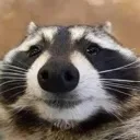 CoonStare