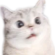wutCat wutCat