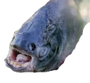 pacu