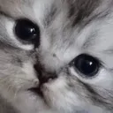 Catlul catlul Discord Emoji