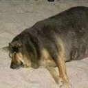 perrowuaton
