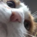 snoff