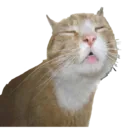 kitescatcringe