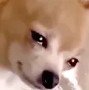 pupcry