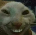 bozos_cat