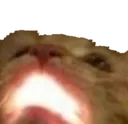 Cat Discord Emoji