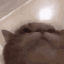 Michi_papada Discord emoji