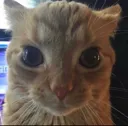 excuseme