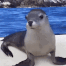 happyseal