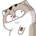 phatcatjudge
