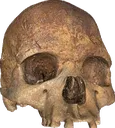 SkullDumbass SkullDumbass