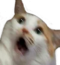 Catgasp catgasp Discord Emoji