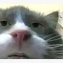 cat cat