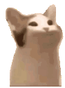 popcat