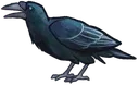 Crow