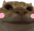 LHU3_CatFlushed LHU3_CatFlushed