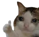 crclr_yes