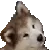 confused_dog