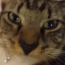 Cat_Stare
