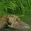 CapyFight