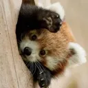 RedPanda_Peek RedPanda_Peek