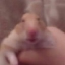 hampter Discord emoji