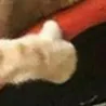 CatThumbsUp