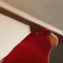BirdStare