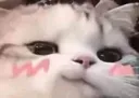 cat_blushing